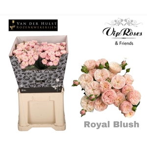 R TR ROYAL BLUSH (vd Hulst)