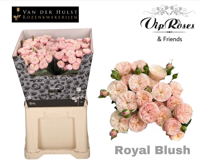 <h4>R TR ROYAL BLUSH (vd Hulst)</h4>