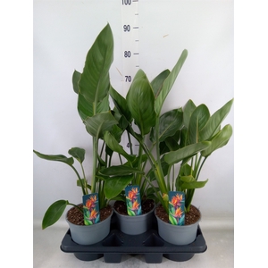 Strelitzia reg.   ...no flowers