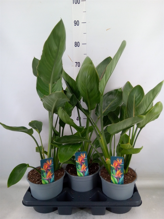 <h4>Strelitzia reg.   ...no flowers</h4>