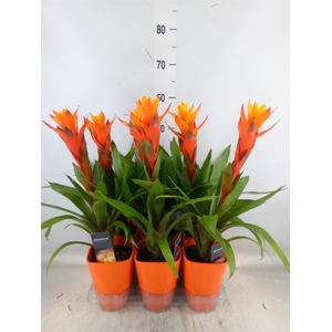 Guzmania  'Variada'