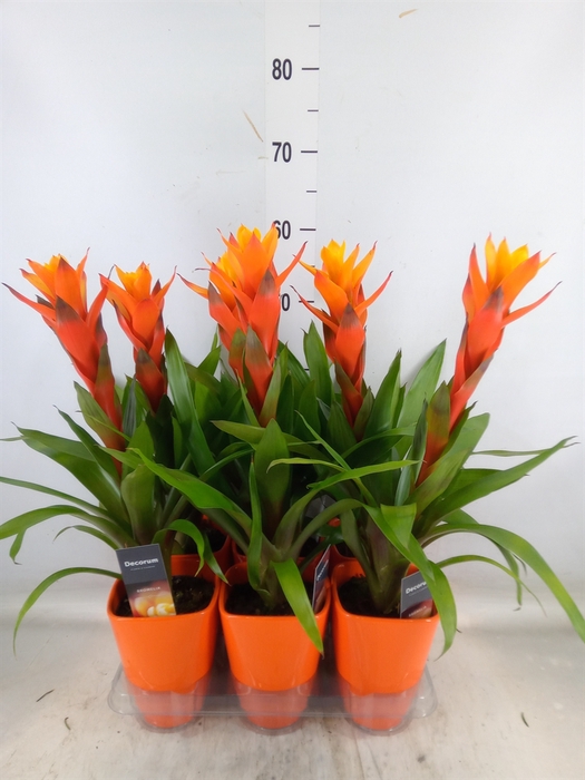 <h4>Guzmania  'Variada'</h4>