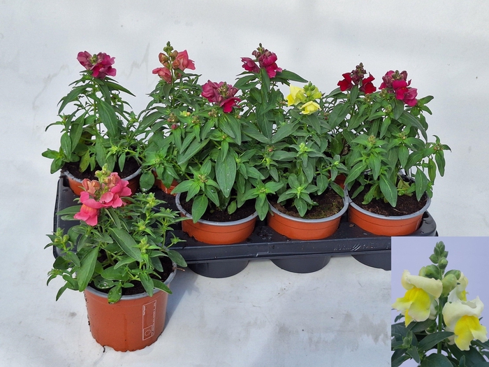 <h4>ANTIRR MA GEM</h4>