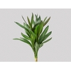 FOLHAGEM DRACENA POA
