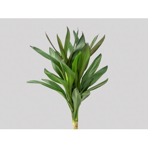 FOLHAGEM DRACENA POA