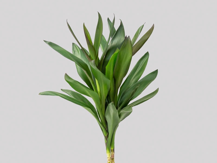 <h4>FOLHAGEM DRACENA POA</h4>