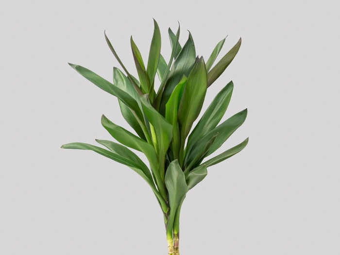 FOLHAGEM DRACENA POA