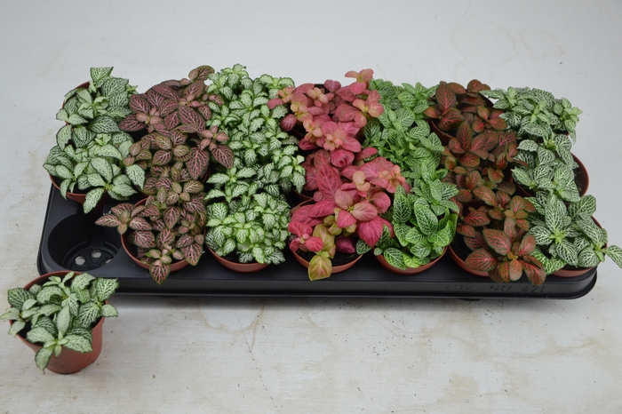 <h4>FITT GEM 7 KL</h4>