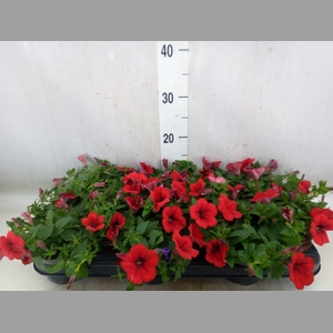 Petunia  'Surfinia Red'