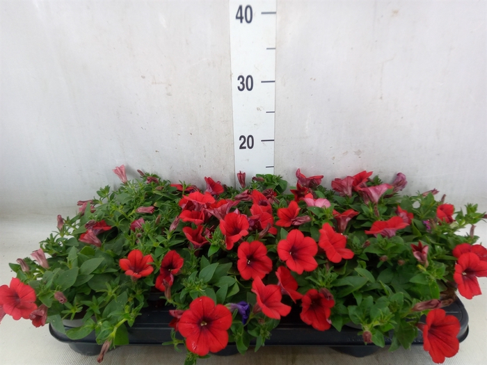 <h4>Petunia  'Surfinia Red'</h4>