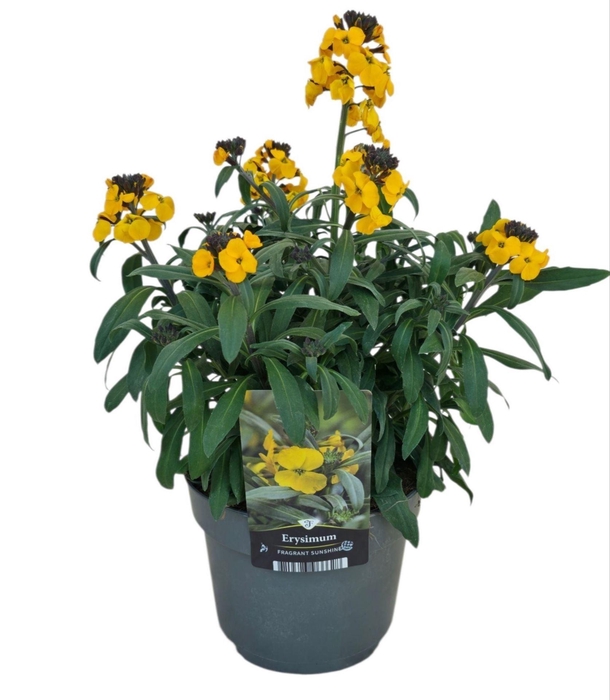 <h4>Erysimum Fragrant Sunshine</h4>