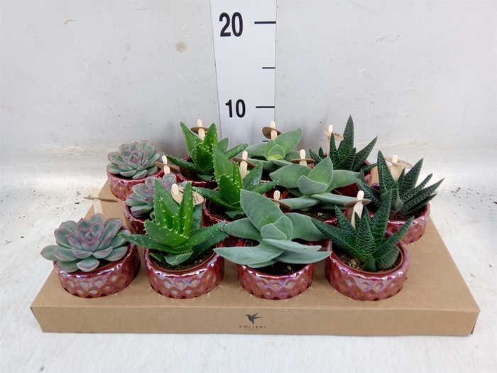 <h4>Succulents   ...mix 3</h4>