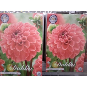 Dahlia   ...flowerbulbs