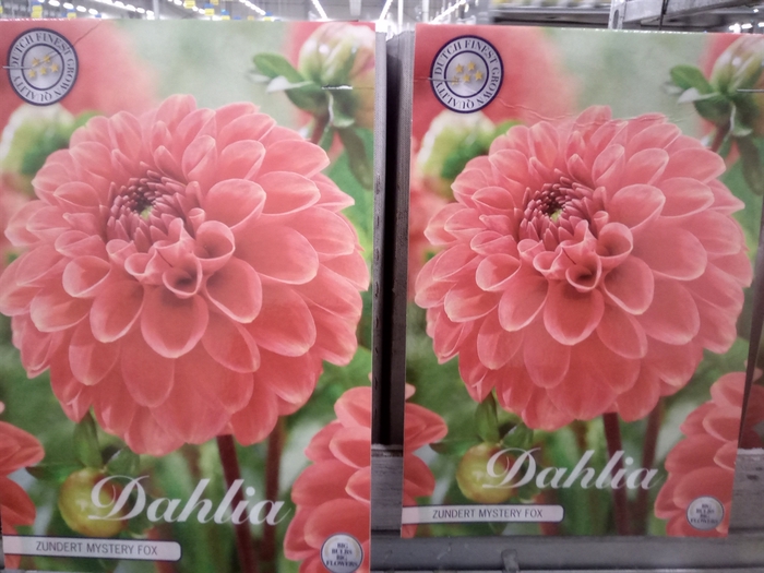 <h4>Dahlia   ...flowerbulbs</h4>