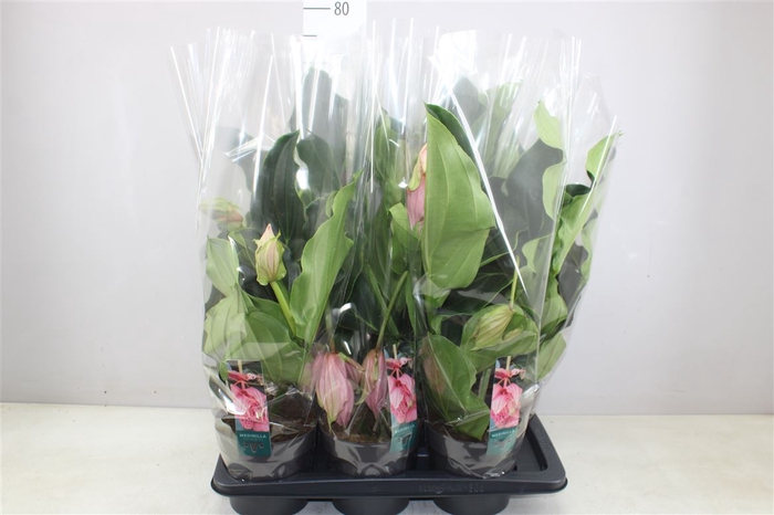 <h4>Medinilla Magnifica 2+</h4>