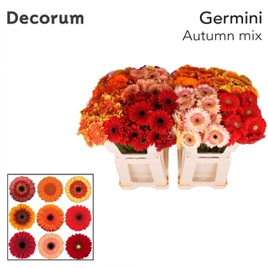 Germini Mix Autumn Water