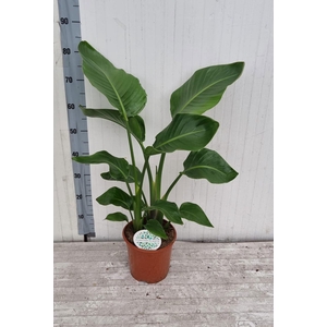 STRELITZIA NICOLAI