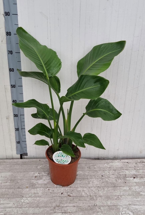 <h4>STRELITZIA NICOLAI</h4>