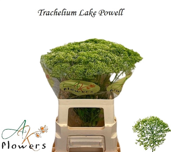 <h4>TRACH LAKE POWELL</h4>