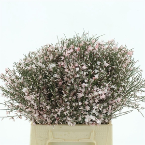 Ginster Baffi Rosa Gr 400