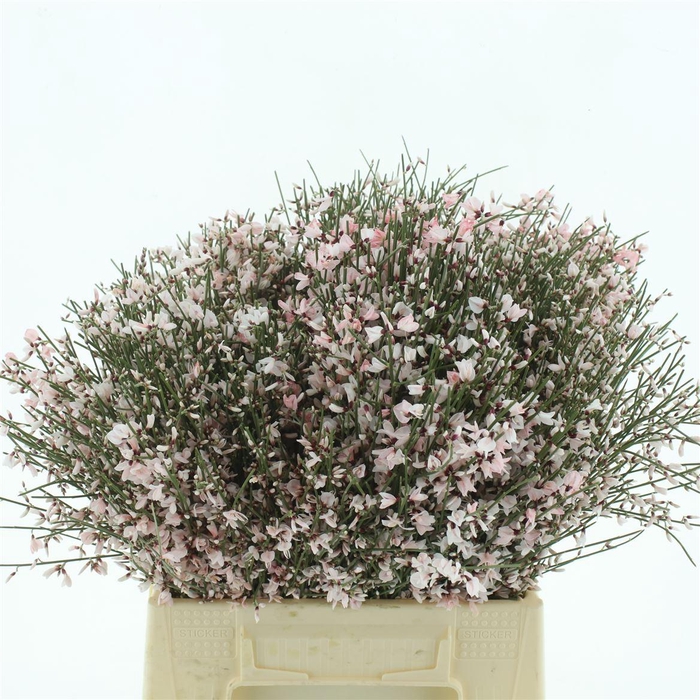 <h4>Ginster Baffi Rosa Gr 400</h4>