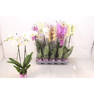 PHAL GEM 5 KL