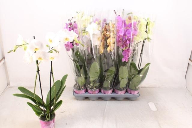 <h4>PHAL GEM 5 KL</h4>
