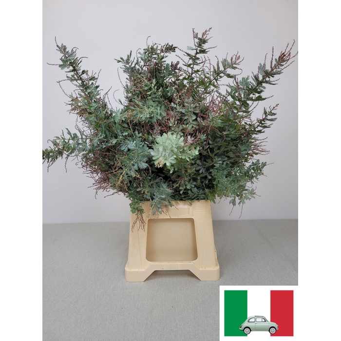 <h4>ACACIA BAILEYANA PB</h4>