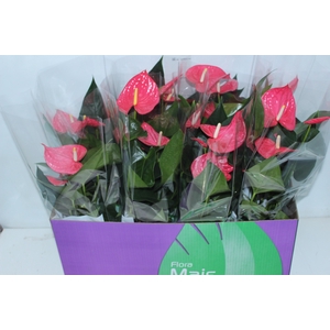 ANTHURIUM MAINE P15 ROSA