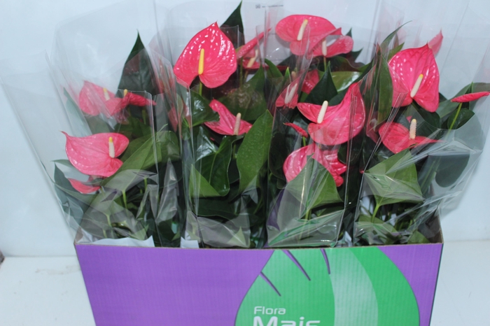 <h4>ANTHURIUM MAINE P15 ROSA</h4>