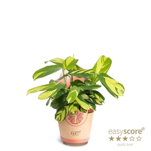 CALATHEA SPECIES