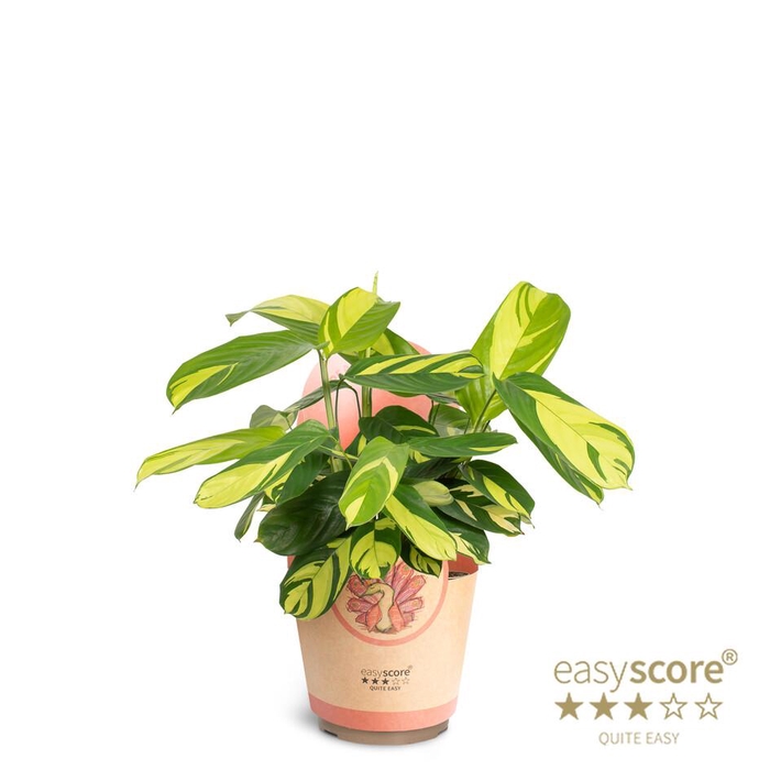 <h4>CALATHEA SPECIES</h4>