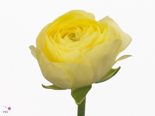 Ran El Light Yellow