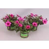 Petunia Sanguna Hot Rose