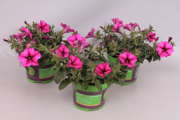 Petunia Sanguna Hot Rose