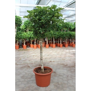 Schefflera Gold Capella