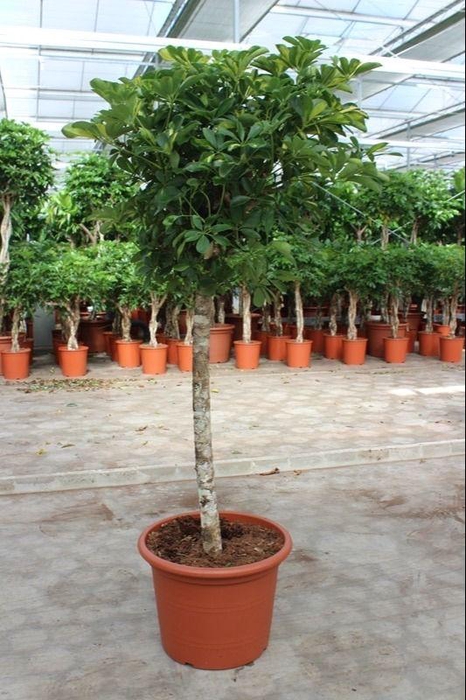 <h4>Schefflera Gold Capella</h4>