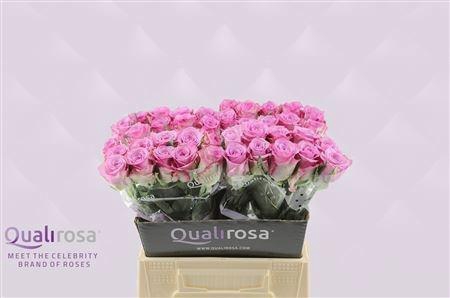 <h4>R GR THRILLER</h4>