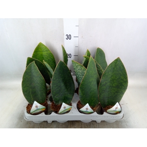 Sansevieria grandis