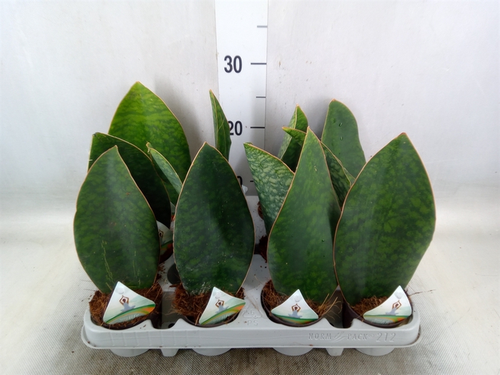 <h4>Sansevieria grandis</h4>