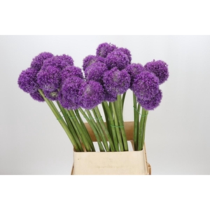 Allium Giganteum