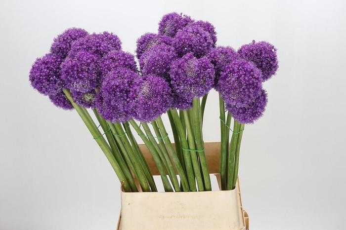 <h4>Allium Giganteum</h4>