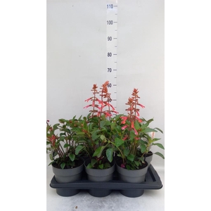 Salvia ...