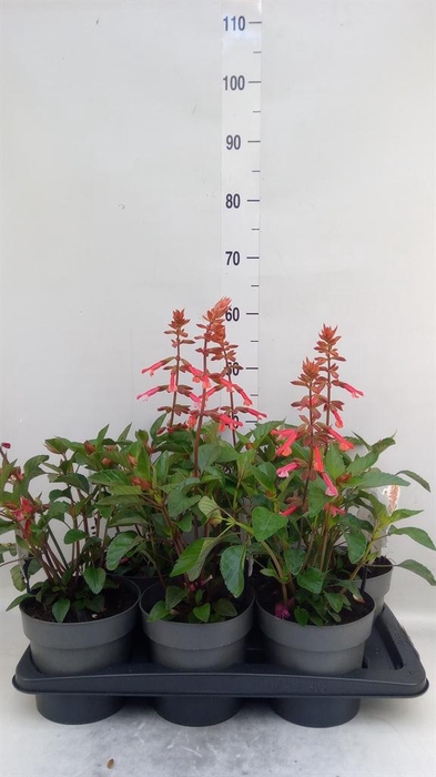 <h4>Salvia ...</h4>