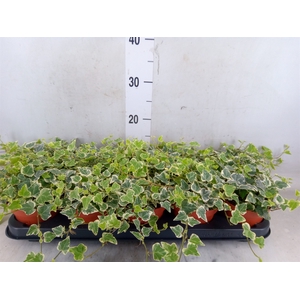 Hedera helix 'White Wonder'