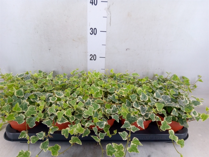 <h4>Hedera helix 'White Wonder'</h4>