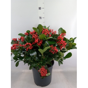 Skimmia jap. 'Veitchii'