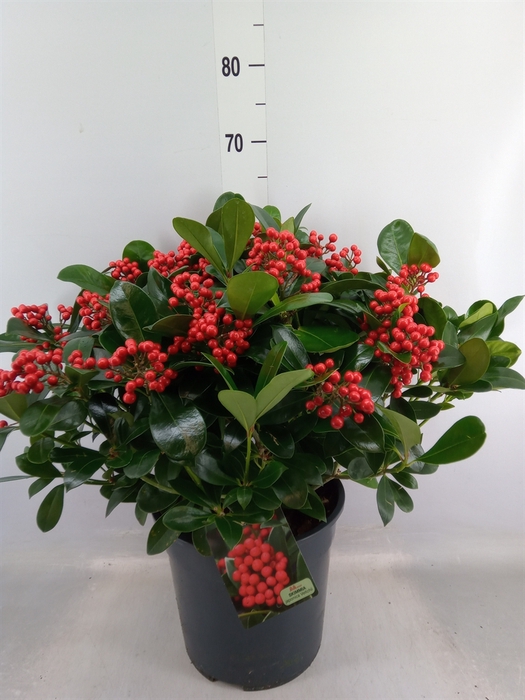 <h4>Skimmia jap. 'Veitchii'</h4>