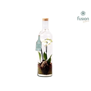 Green Bottle fles XXL met Phalaenopsis D17 H62