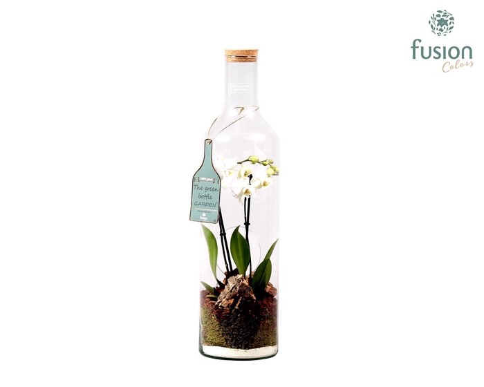 <h4>Green Bottle fles XXL met Phalaenopsis D17 H62</h4>